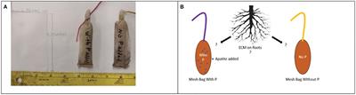 Fungal biomass and ectomycorrhizal community assessment of phosphorus responsive Pinus taeda plantations